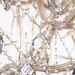 Люстра Maytoni Doris DIA881-PL-56-G
